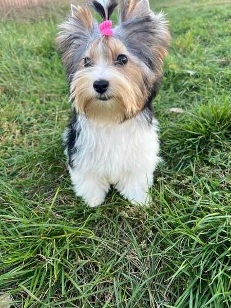 Девочка бивер-йоркширский терьер