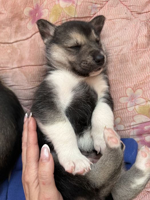 Цуценята хаскі,снігові ведмедики