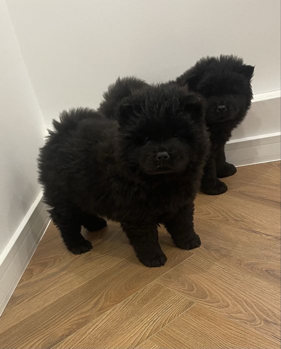 Przeuroczy misio chow chow - szczeniak