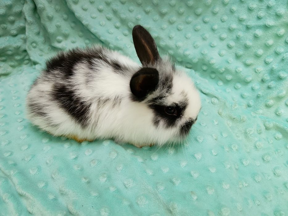 Króliki miniaturki króliczki miniaturki