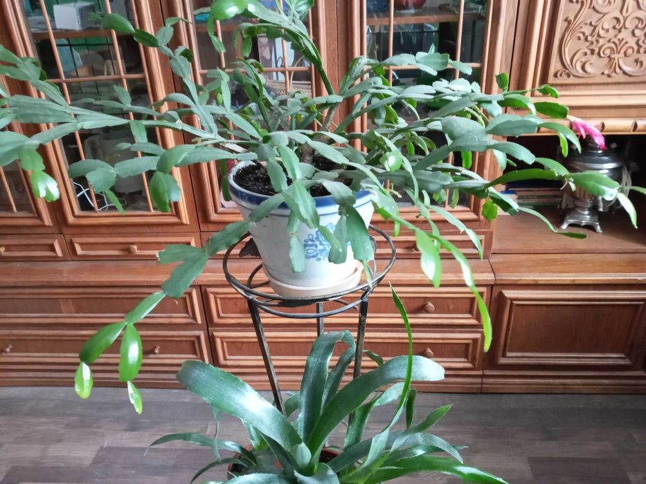 Шлюмбергера (зигокактус, Рождественник)