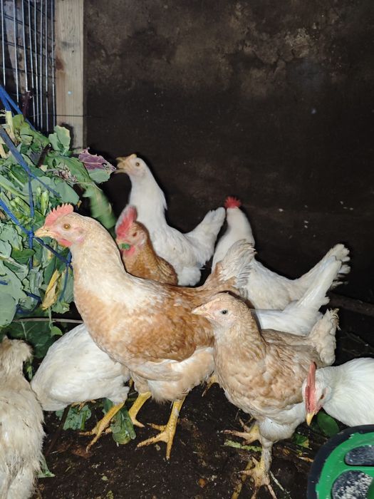Pintos leghorn branca