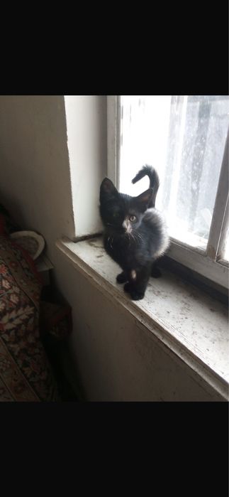 Віддам безкоштовно кошеня
