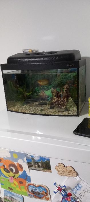 Akwarium 25l z zawartością