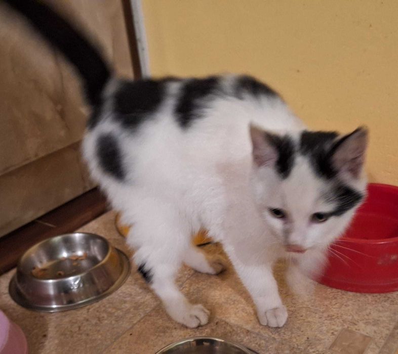 super kicia do adopcji