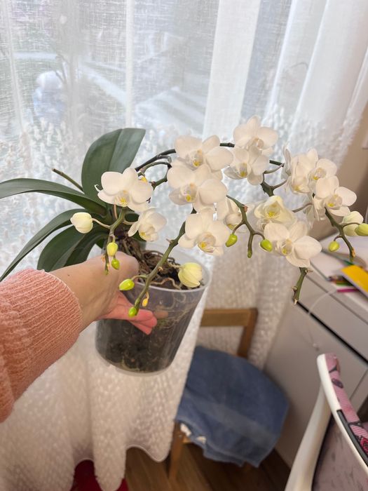 Орхідея міні біла