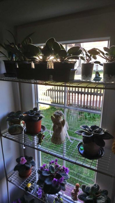 Фіалки в горщиках