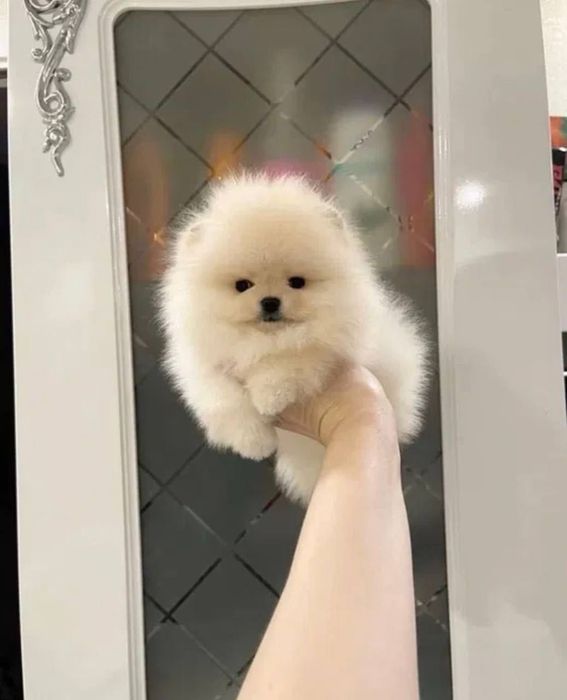 Собачка шпіц продаж