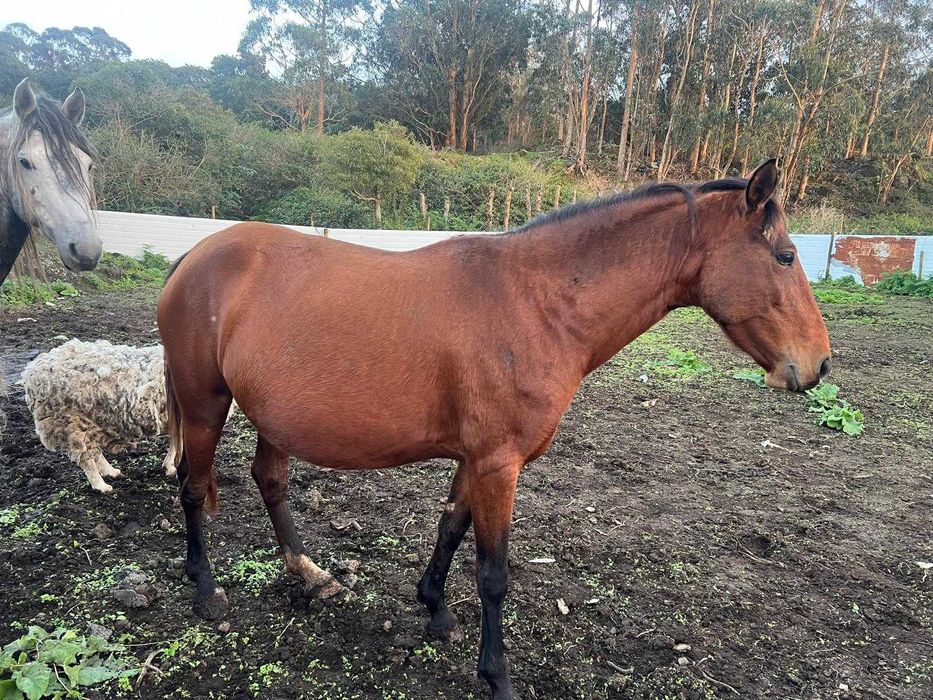 Vários Cavalos dóceis para venda