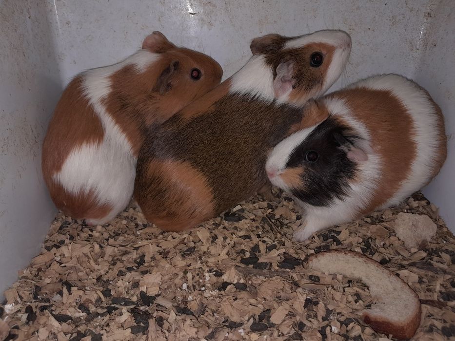 Морські  свинки.