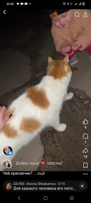 Котик в добрі руки