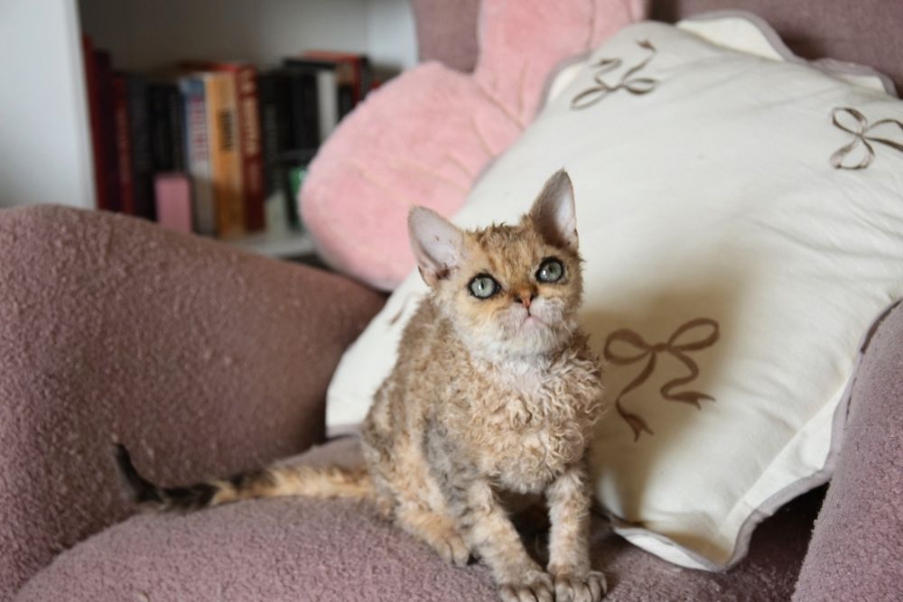 Piękna dziewczyna homozygotka Selkirk rex