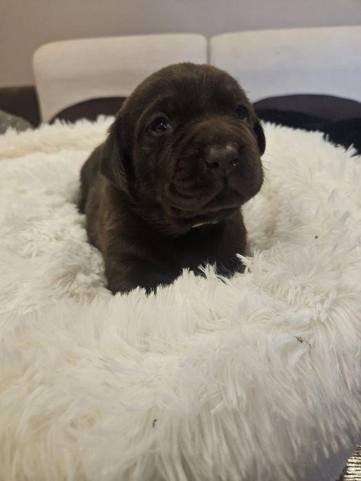 Szczeniaki Labrador Retriver