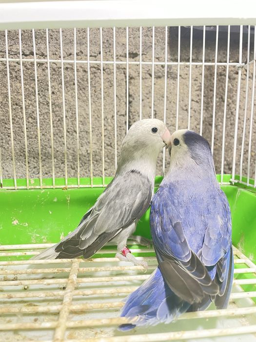 Vendo casal reprodutor