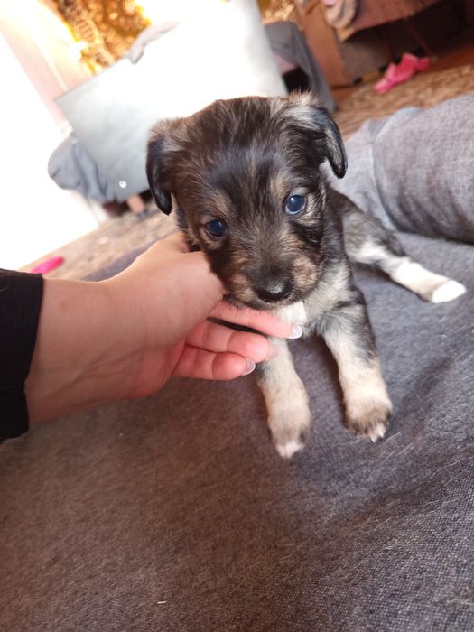 Віддам безкоштовно щенят