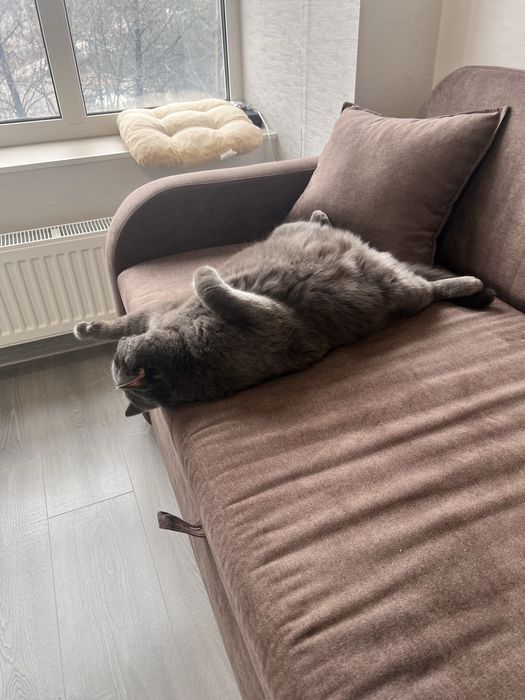 Віддам тільки в добрі руки!