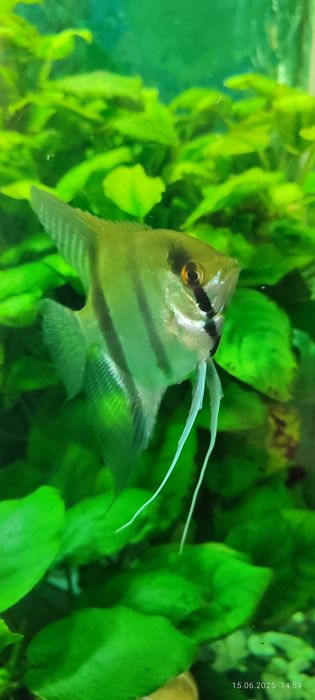 Скалярии разных размеров