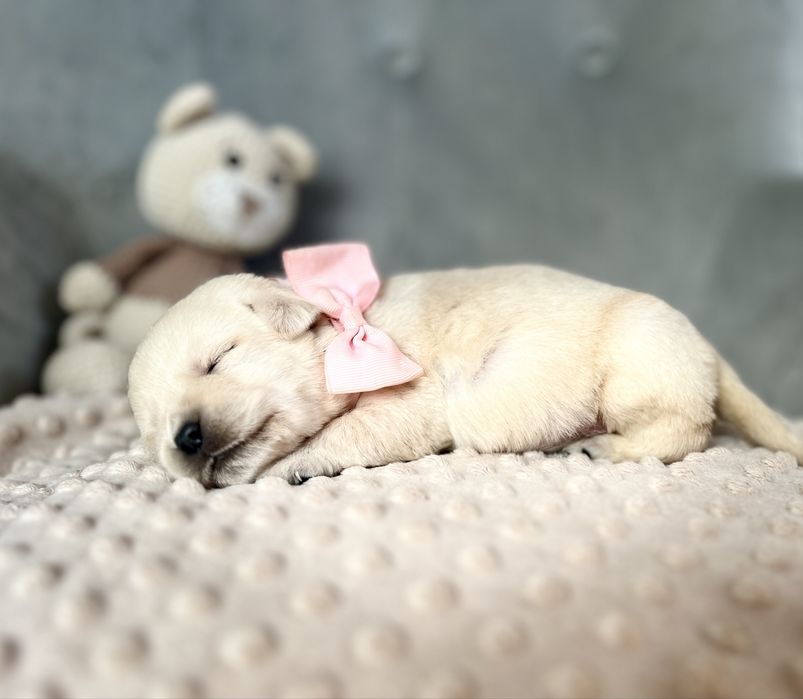 Urocza suczka Labrador Retriever ZKwP FCI
