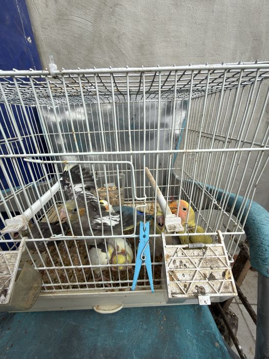 Caturras e roseicollis - Criados à mão