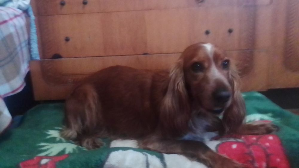 Продам собаку англійський кокер спанієль хлопчик