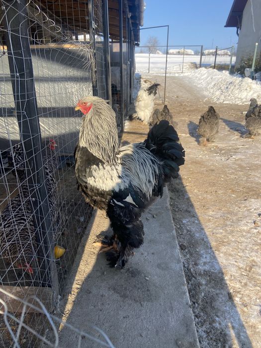 Продам півня темної брами