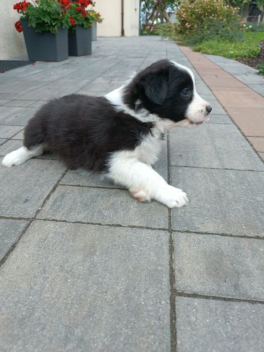Border collie szczenię suczka
