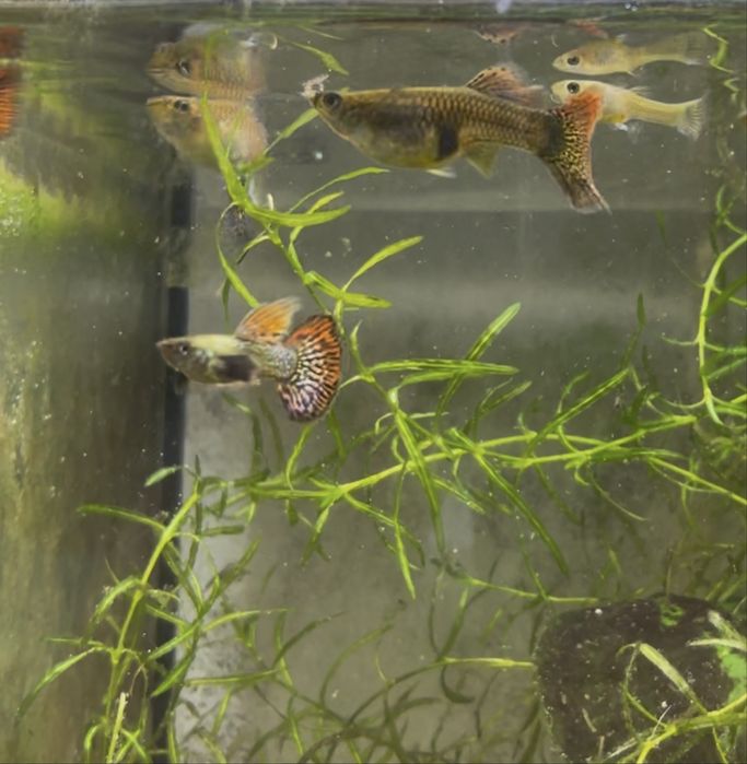 Guppy Red Dragon Halfmoon Mud | Machos, Casais e Trios