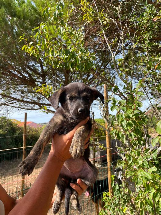 Cachorrinhas médio/ grandes duas meses em Mafra