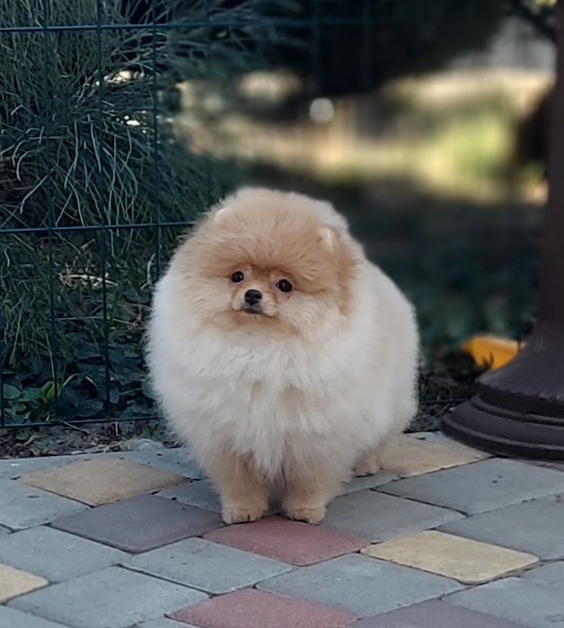 Щенки шпица девочки белые и крем