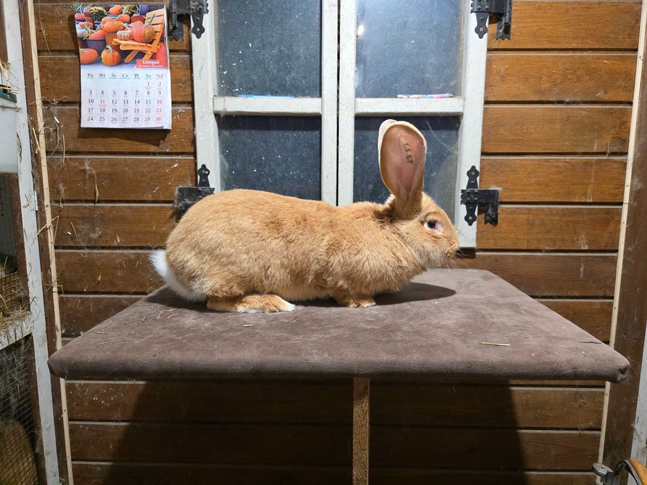 Olbrzym belgijski zolty