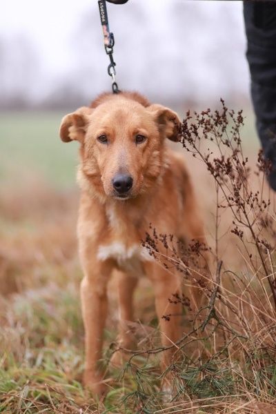 Oddany, miły kochany. Lucky poleca się do adopcji