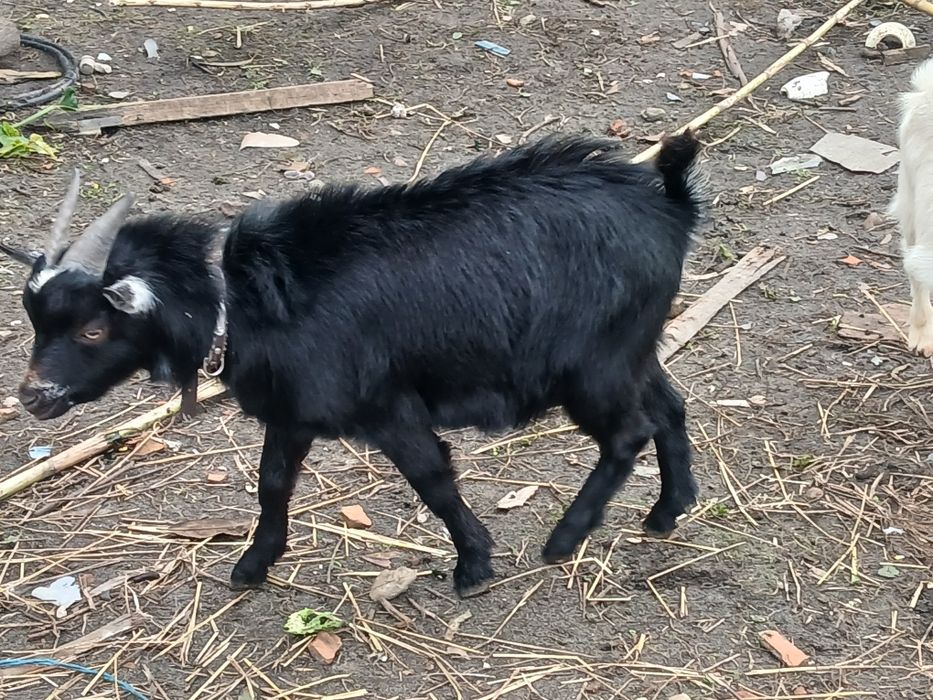 Vendo este cabrito
