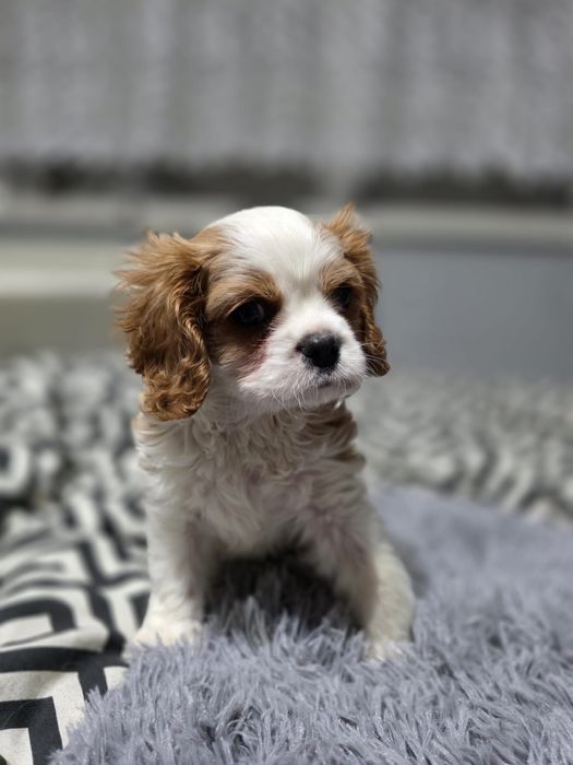Cavalier King Charles Spaniel