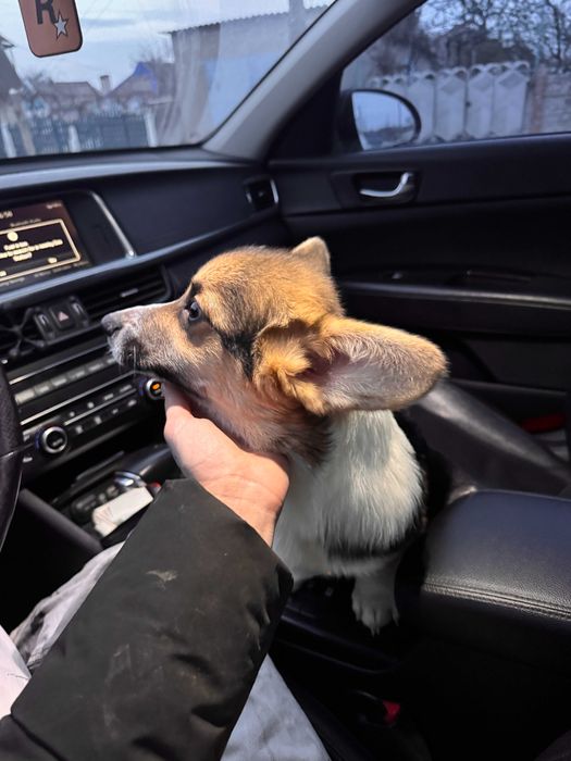 Шикарні цуцицки Коргі Пемброк готові до переїзду