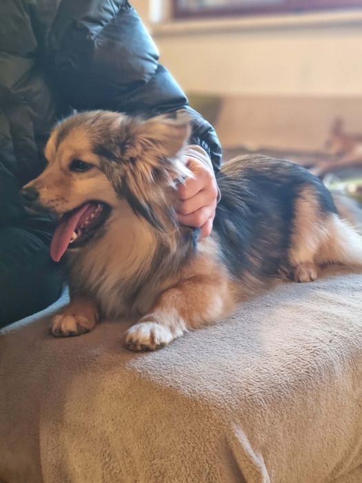 Karmelek szuka domu.