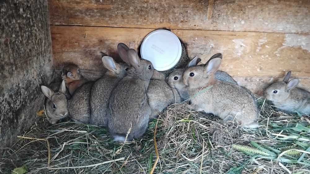 Dzikie kròliki pod zasiedlenie