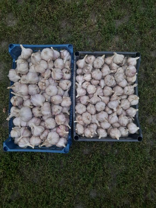 Часник великий і малий, сорт "Ірен"