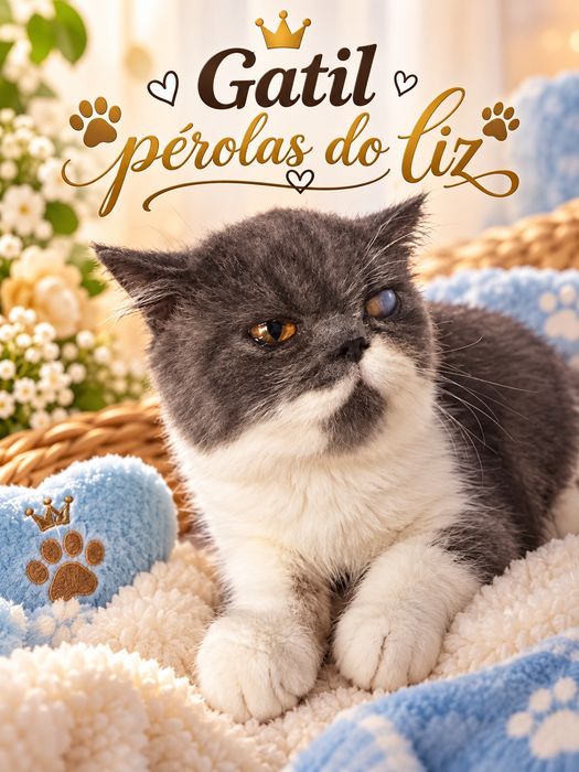 Menino persa exotico