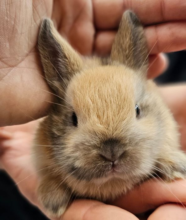 Coelhos anões vacinados