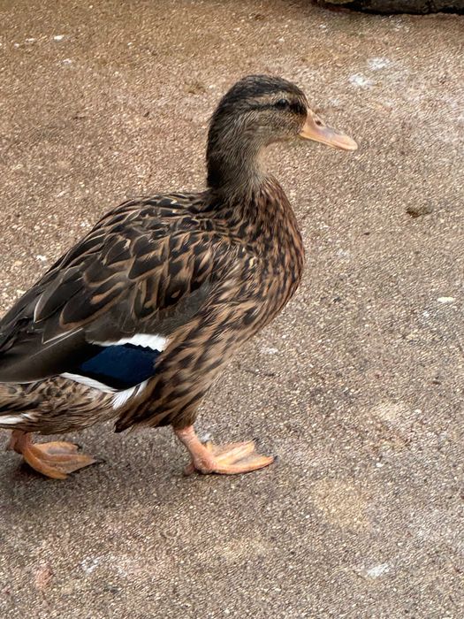 Pato cruzado mignon x pompom (é pequeno)