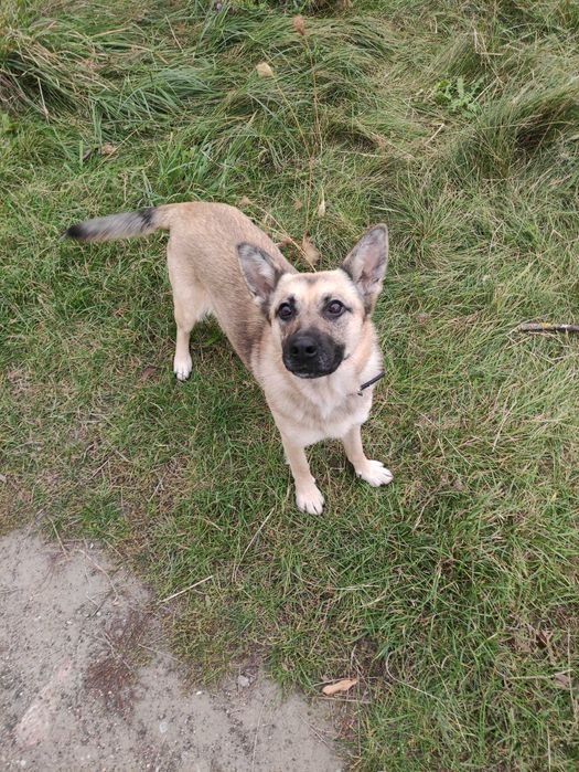 Oddam pieski w dobre ręce