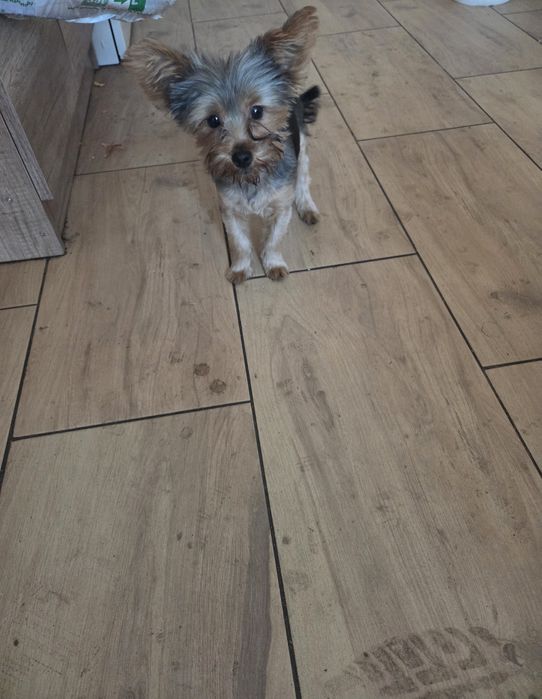 Oddam w dobre ręce psa rasy Yorka. .