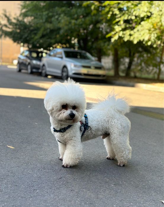 Бішон фрізе вязка