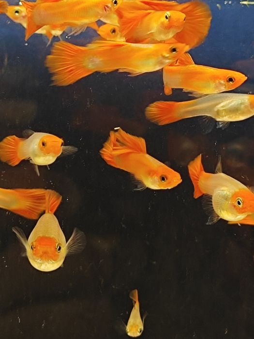 Guppies de Linhagem Disponíveis