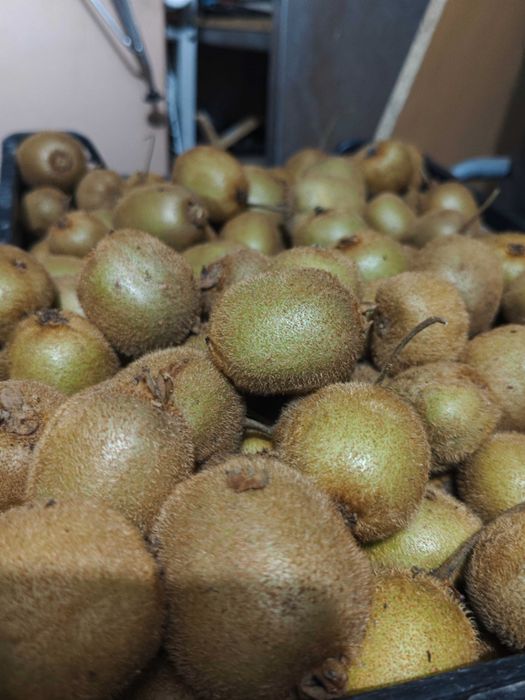 Kiwi verde biológico