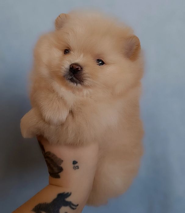 Цуценята померанський шпіц