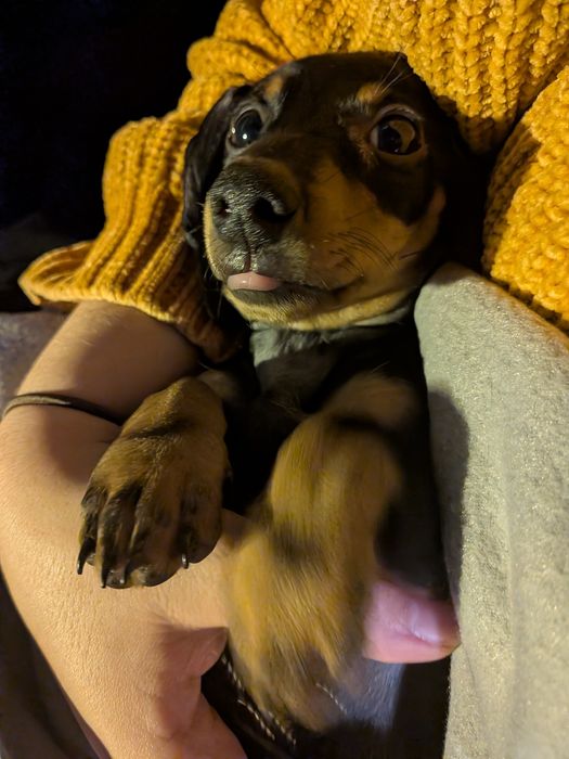 Teckel fêmea com LOP [pedigree]