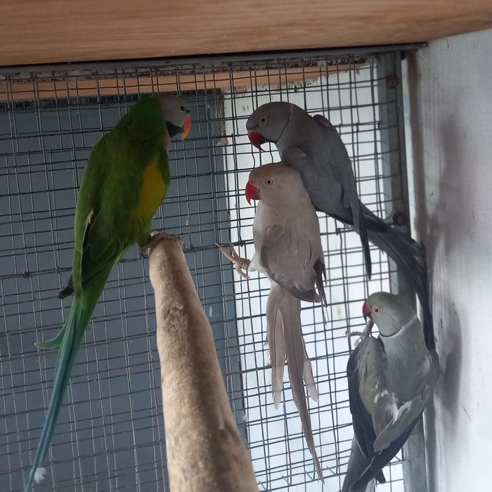 Ring necks V.  mutações