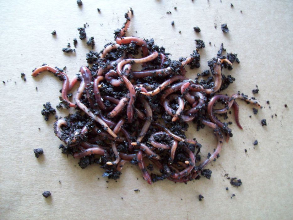 Dżdżownice kalifornijskie 500 szt