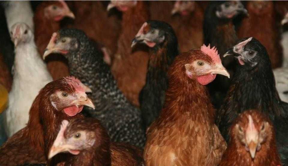 Kury nioski z jajkiem dowóz Gratis